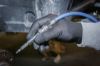 Blow-out Pin Air Blow Gun, Length 110 mm