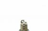 Spark Plug 7120 - MARINE Iridium IX