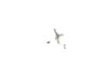 Brake Master Cylinder -