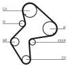 Timing Belt Citroen, Peugeot