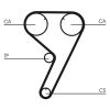 Timing Belt Fiat